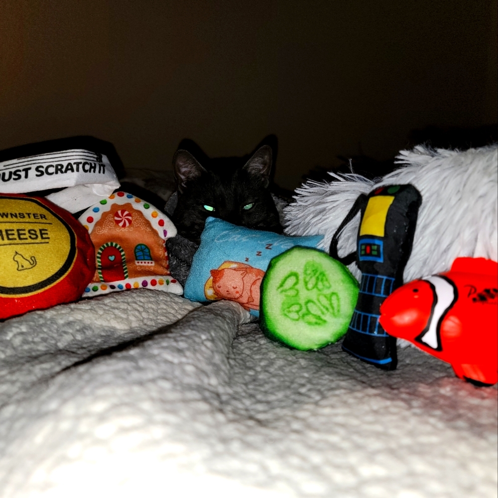 More cat toys ❤️